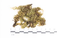 藏品(毛扭蘚)的圖片