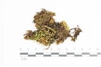 藏品(毛扭蘚)的圖片