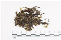 藏品(大灰氣蘚)的圖片