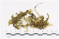 藏品(大灰氣蘚)的圖片