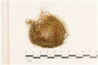 藏品(鞭枝懸蘚)的圖片