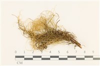 藏品(鞭枝懸蘚)的圖片