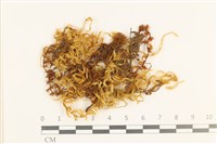 藏品(鞭枝懸蘚)的圖片