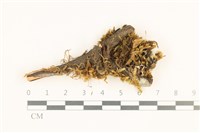 藏品(鞭枝懸蘚)的圖片