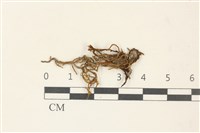 藏品(蔓枝蘚)的圖片