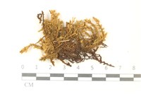 藏品(蔓枝蘚)的圖片