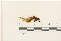 藏品(蔓枝蘚)的圖片