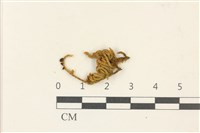 藏品(蔓枝蘚)的圖片