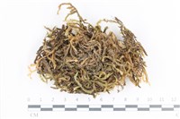 藏品(毛扭蘚)的圖片