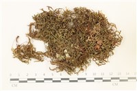 藏品(鞭苔,三裂鞭苔)的圖片