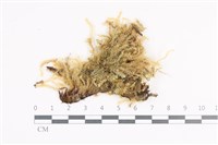 藏品(毛扭蘚)的圖片