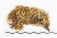 藏品(大灰氣蘚)的圖片