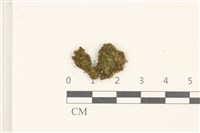 藏品(索氏叢本蘚)的圖片