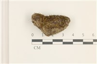 藏品(東亞昂氏蘚,東方昂氏蘚)的圖片