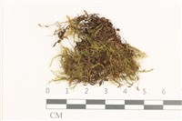 藏品(細枝青蘚)的圖片