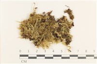 藏品(羽枝青蘚)的圖片