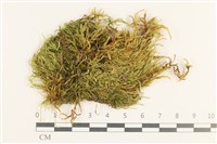 藏品(羽枝青蘚)的圖片