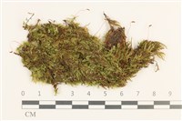 藏品(羽枝青蘚)的圖片