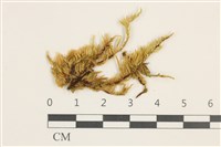 藏品(羽枝青蘚)的圖片