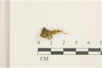 藏品(卵葉青蘚)的圖片