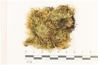 藏品(威氏青蘚)的圖片