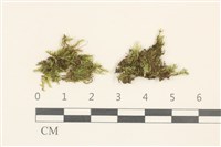 藏品(東亞小錦蘚)的圖片