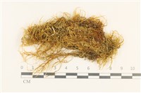 藏品(東亞小錦蘚)的圖片