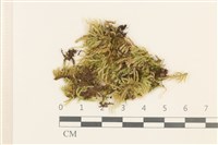 藏品(東亞小錦蘚)的圖片