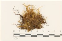 藏品(東亞小錦蘚)的圖片