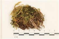 藏品(細葉真蘚)的圖片