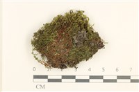 藏品(黃色真蘚)的圖片