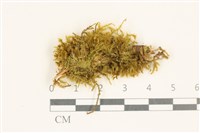 藏品(細葉櫛葉蘚, 毛葉梳蘚)的圖片