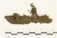 藏品(柳葉蘚)的圖片