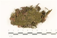 藏品(柳葉蘚)的圖片