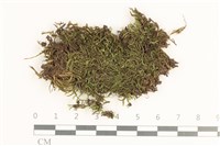 藏品(羽枝青蘚)的圖片