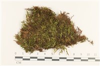 藏品(羽枝青蘚)的圖片