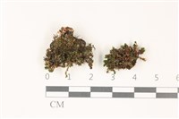 藏品(那霸短月蘚)的圖片
