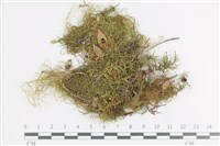 藏品(山羽蘚)的圖片