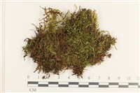 藏品(羽枝青蘚)的圖片