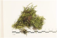 藏品(草黃濕原蘚)的圖片
