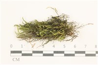 藏品(草黃濕原蘚)的圖片