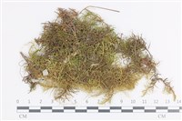 藏品(山羽蘚)的圖片