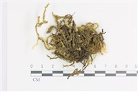 藏品(大灰氣蘚)的圖片