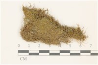 藏品(反齒蘚)的圖片