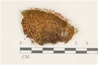 藏品(索氏叢本蘚)的圖片