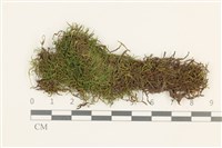 藏品(小牛舌蘚)的圖片