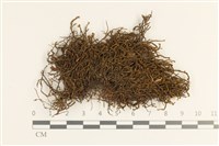 藏品(皺葉牛舌蘚)的圖片