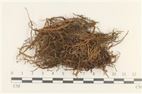 藏品(碎葉牛舌蘚)的圖片