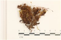 藏品(卷葉仙鶴蘚)的圖片