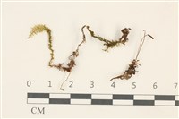 藏品(仙鶴蘚)的圖片